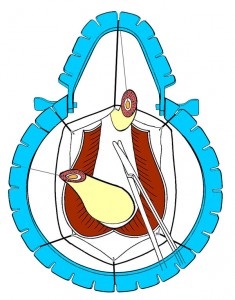 Urethroplasty - műtét húgycső szűkület, Központi Klinikai Kórház № 1, Moszkva helyszínen