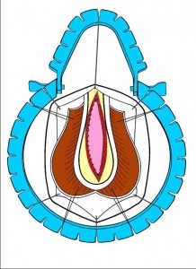 Urethroplasty - műtét húgycső szűkület, Központi Klinikai Kórház № 1, Moszkva helyszínen