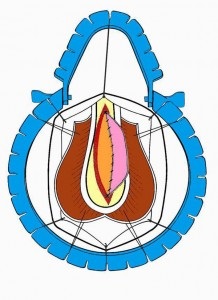 Urethroplasty - műtét húgycső szűkület, Központi Klinikai Kórház № 1, Moszkva helyszínen