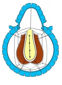 Urethroplasty - műtét húgycső szűkület, Központi Klinikai Kórház № 1, Moszkva helyszínen