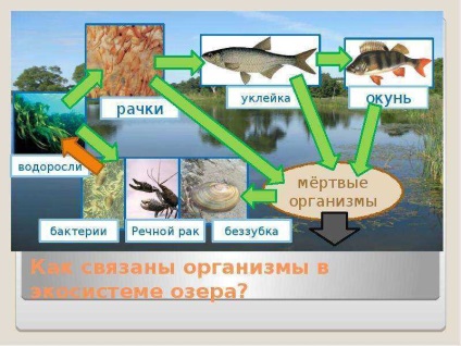 O lecție despre ecosistemul temei lacului 12