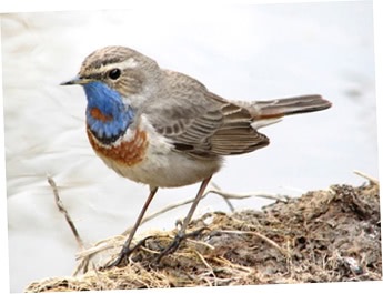 Bluethroat (luscinia svecica) fotografie, video, vederi principale, voce