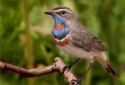 Bluethroat (luscinia svecica) fotografie, video, vederi principale, voce