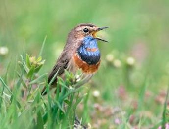 Bluethroat (luscinia svecica) fotografie, video, vederi principale, voce