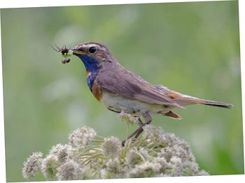 Bluethroat (luscinia svecica) fotografie, video, vederi principale, voce