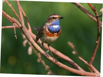 Bluethroat (luscinia svecica) fotografie, video, vederi principale, voce