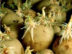 Care este avantajul de a planta cartofi în bucăți, lumea verde