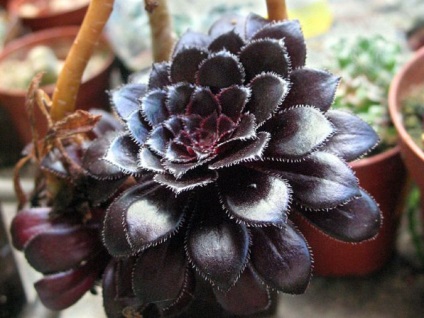 Noi crestem planta Aeonium acasă - pur și simplu