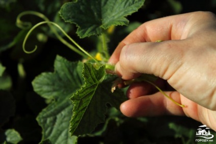 Culturi de pepeni, pepeni de plantare și proprietăți de pepeni