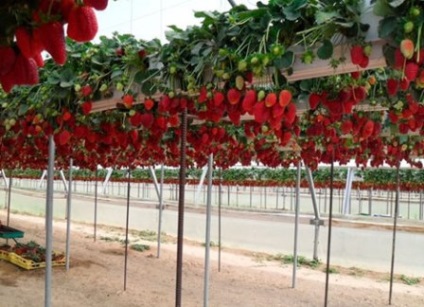 Cultivarea căpșunilor în ghivece pe stradă