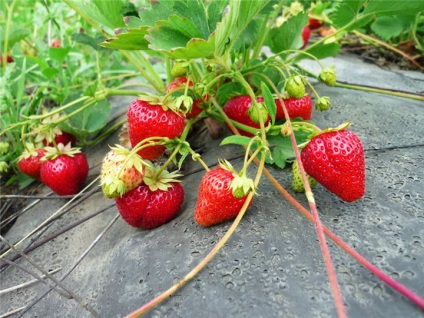 Cultivarea căpșunilor de grădină (căpșuni)