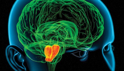 Efectul fumatului asupra sistemului endocrin uman