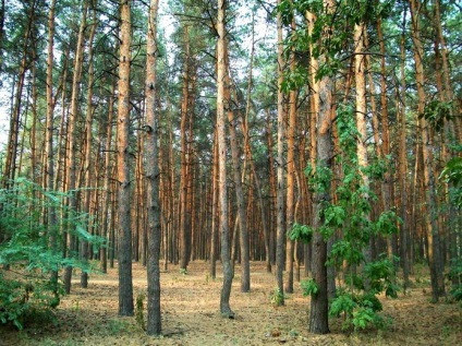 Voronezh, parc tanais atractii, preturi, adresa