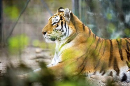 Voronezh adresa zoo, programul de lucru, foto, recenzii