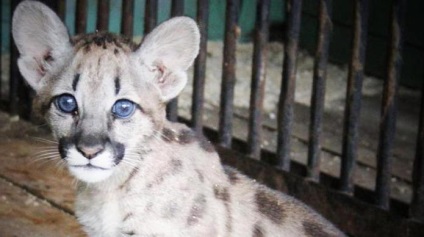 Voronezh adresa zoo, programul de lucru, foto, recenzii