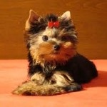 Educație și pregătire inițială catelus la vârsta de 3-6 luni, Yorkshire Terrier - totul despre