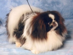 Puppies education puppy, portalul Pekingese