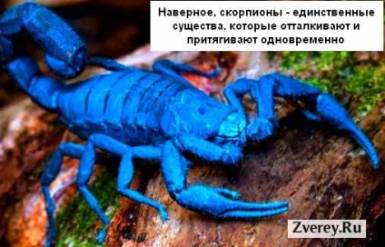 Totul despre scorpionii în care trăiesc, cum arată, de ce atacă oamenii