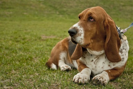 Basset Hound Binding