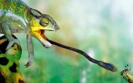 Chameleonul prezintă reptile exotice