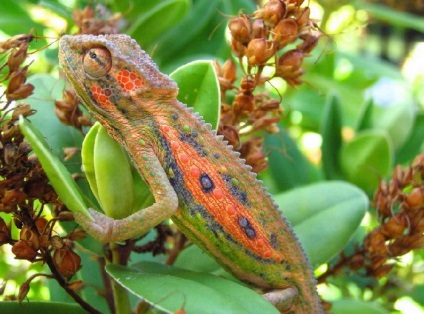 Chameleonul prezintă reptile exotice