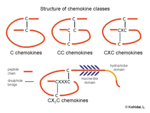 Chemokinele sunt