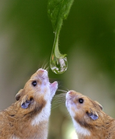 Hamsteri, cum să dai un hamster, modalități de a bea