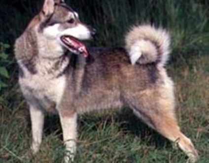 Yak nachichiti husky frate mistret