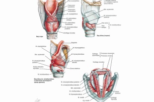 Boli, structura și funcția laringelui gâtului