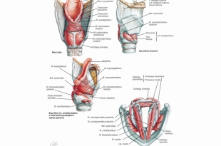 Заболявания на структурата на гърлото и функцията на ларинкса