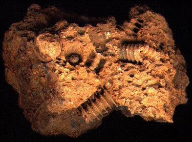 Misterioase obiecte fosile neidentificate