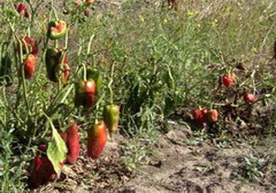 Protecția plantelor împotriva căldurii, agriculturii naturale