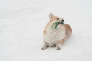 Csomagolópapír egy takaró - vicces kutya trükkök - freiwind - kennel német juhász,