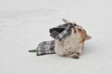 Csomagolópapír egy takaró - vicces kutya trükkök - freiwind - kennel német juhász,