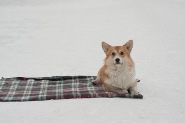 Csomagolópapír egy takaró - vicces kutya trükkök - freiwind - kennel német juhász,