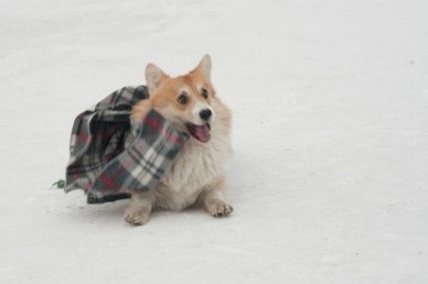 Csomagolópapír egy takaró - vicces kutya trükkök - freiwind - kennel német juhász,