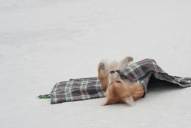 Csomagolópapír egy takaró - vicces kutya trükkök - freiwind - kennel német juhász,