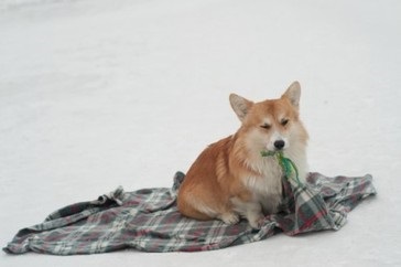 Csomagolópapír egy takaró - vicces kutya trükkök - freiwind - kennel német juhász,