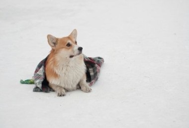 Csomagolópapír egy takaró - vicces kutya trükkök - freiwind - kennel német juhász,