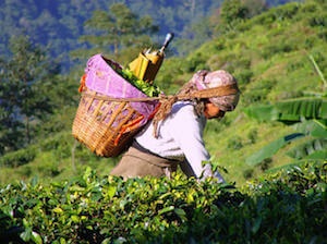 Sencha zöld tea jótékony hatása és a sörfőzési eljárás