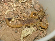 Scorpionul galben