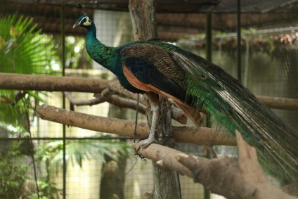 Animalele din Thailanda - fotografii și nume