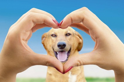 Jurnal prieten (câini) ianuarie-februarie 2017, prieten - site-portal pentru iubitorii de animale de companie