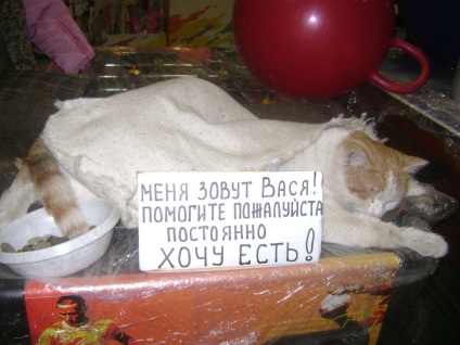 Celebre pisici Ivanov de la favorita Ekaterina ii la 