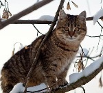 Celebre pisici Ivanov de la favorita Ekaterina ii la 