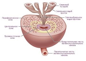 anatomia glandei prostatei)