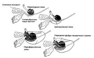 Zonele anatomiei cu ultrasunete a prostatei