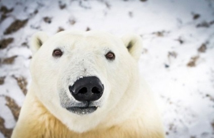 10 Fapte despre urșii polari și de ce trebuie păziți, portalul de informare și de referință al Belarusului