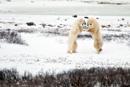 10 Fapte despre urșii polari și de ce trebuie păziți, portalul de informare și de referință al Belarusului