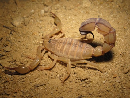10 legveszélyesebb skorpiók a világon, Popular Mechanics magazin
